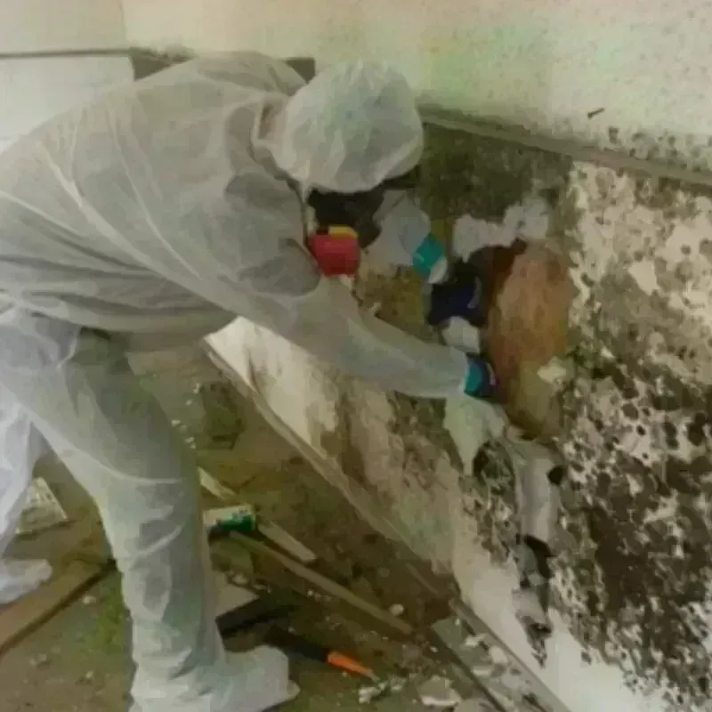 Mold Remediation and Removal in Long Beach, MS